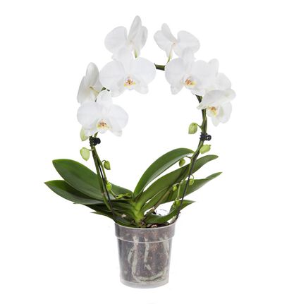 Hvit orkidé på bøyle